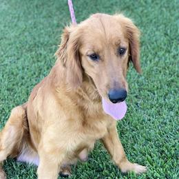 Annie - Golden Retriever