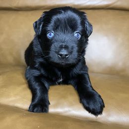 Edith - Black & white female Miniature Australian Shepherd puppy in Brenham, Texas from Stone N Rose Kennels