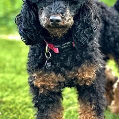 Poodles from Rawkiss Poodles
