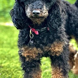 Poodles from Rawkiss Poodles