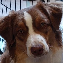 Sage - Australian Shepherd