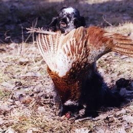 English Cocker Spaniel All Grown Up from Woodwyn Farm