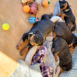 Rottweiler Puppies from Gottlïchen Rottweilers