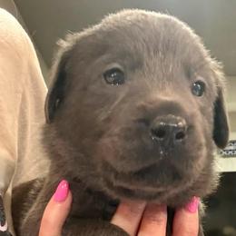 Orange- Charcoal Male - Charcoal male Dilute Retriever puppy in Marion, Illinois from Summer Lovin’ Labradors of Southern Illinois