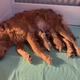 Golden Retriever Puppies from Pura Vida Golden Retrievers