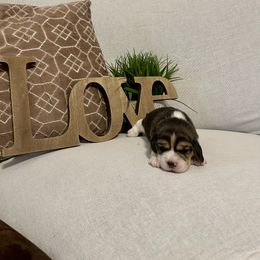 Girl 1 - White black and tan female Beagle puppy in Newman, California from Valley Beagles