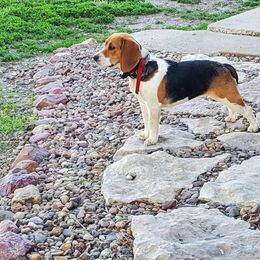 Paizley - Beagle