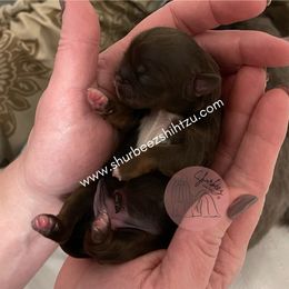 Shih Tzu Puppies from Shurbeez Shih Tzu