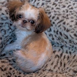 Alfie - Liver and white male Shih Tzu puppy in West Pawlet, Vermont from Morgan's Shih Tzus