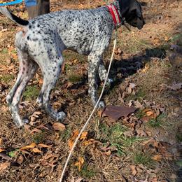 German Shorthaired Pointer and Wirehaired Pointing Griffon Puppies from County Line Pointers