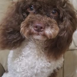 Poodles from Okie’s Cuties