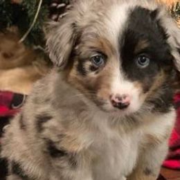 Australian Shepherds from Judy’s Aussies