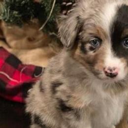 Australian Shepherds from Judy’s Aussies