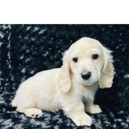 Dachshund Puppies from Channelledox
