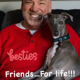 Italian Greyhound Puppies from WAHLTOWAHLIGGYS