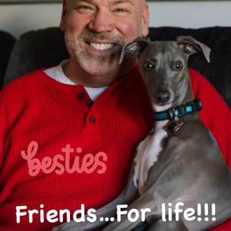 Italian Greyhound Puppies from WAHLTOWAHLIGGYS
