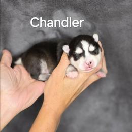 Chandler - Black and white male Pomsky puppy in Fredericksburg, Virginia from Purely Pomskies