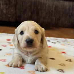 Cream pie - Cream male Dachshund puppy in New Mexico from Long Dog Ranch