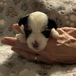 Biewer Terrier Puppies from Moonshadow Biewer Terriers