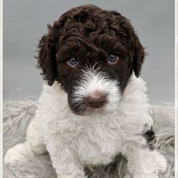 Labradoodles from Kneesbutte Doodles