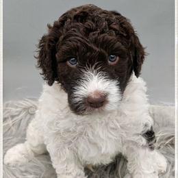 Labradoodles from Kneesbutte Doodles