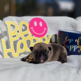 Big boy - Fawn male French Bulldog puppy in Polk City, Florida from Best Friend Frenchies, LLC