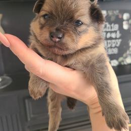 Lawrence - Blue sable male Pomeranian puppy in Saint Charles, Missouri from Bisous Pomeranians & Heartland Sh