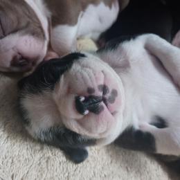 Cooper - Brindle Boy white strip - Black brindle and white male Boston Terrier puppy in Hamilton, Montana from Reds Studio