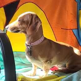 Dachshunds from Brague Dachshunds