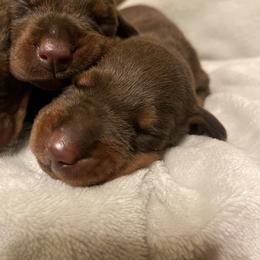 Levi - Red and rust male Doberman Pinscher puppy in Boyd, Texas from Team Feem Breeders