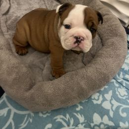 Maggie - Red and white female Bulldog puppy in Hobe Sound, Florida from Amanda’s Bullies