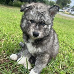 Bertha - Gray and white female Siberian Husky puppy in Portsmouth, Virginia from Fly Siberian