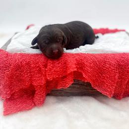 Sugar - Chocolate female Goldendoodle puppy in North Carolina from Tuxedo Mountain Doodles