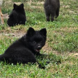 Babygirl (Only Girl) - Black female Pomeranian puppy in Mays Landing, New Jersey from KB Pom Pups by Krystal