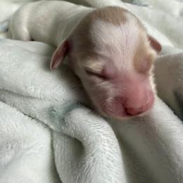 Waffles - Piebald female Dachshund puppy in Chillicothe, Ohio from Brittney's Dachshunds