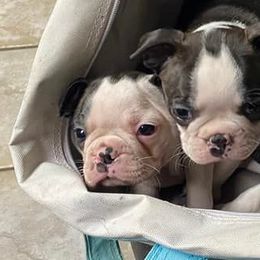 Boston Terriers from Teat’s Yorkies and Bostons