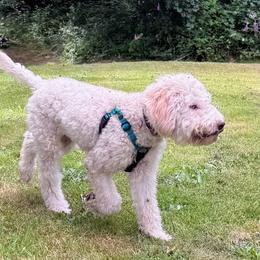 Peanut - White male Lagotto Romagnolo puppy in Westlake, Oregon from Premier Truffles