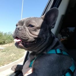 Athena - French Bulldog