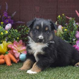 Rosie - Black tri-color female Australian Shepherd puppy in Fallon, Nevada from Double H Australian Shepherds