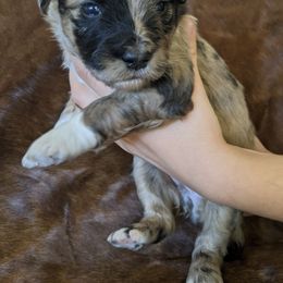 Aussiedoodle, Goldendoodle, and Labradoodle Puppies from Cedar Creek Ranch
