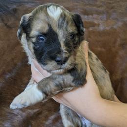 Aussiedoodle, Goldendoodle, and Labradoodle Puppies from Cedar Creek Ranch