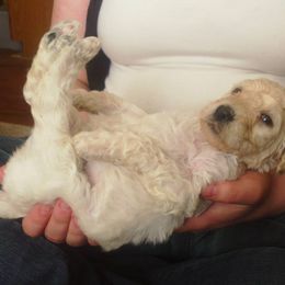 Poodle Puppies from Country Pups Poodles