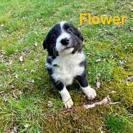 Flower - Black and white female Border Collie puppy in Milton, Pennsylvania from C&C Border Collies