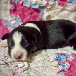 Black bi male - Black & white male Miniature Australian Shepherd puppy in Lemon Cove, California from Magic Ranch Mini Aussies