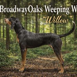 Willow - Bluetick Coonhound