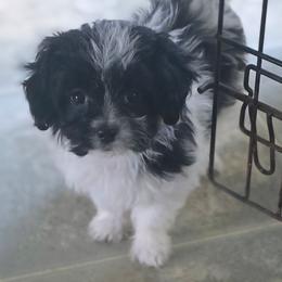 Bubbles - Black and white female Companion Cross puppy in Grand Saline, Texas from Oldfield Outdoors