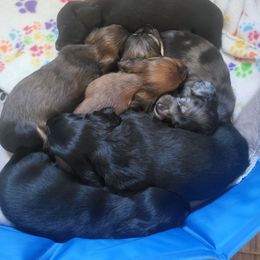 Dachshund Puppies from Harris Hugs and Wiener Wiggles