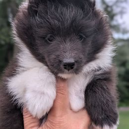 Julie - Black and white female Shetland Sheepdog puppy in Howel, Michigan from Allison Gilbert
