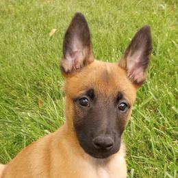 Belgian Malinois and Boston Terrier Puppies from SB & Raksha