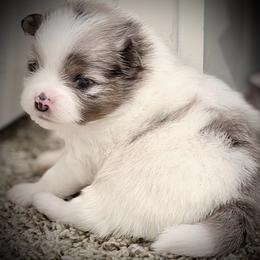Girl 1 - Blue parti female Pomeranian puppy in Sherman, Texas from Wynter Wonderland Poms